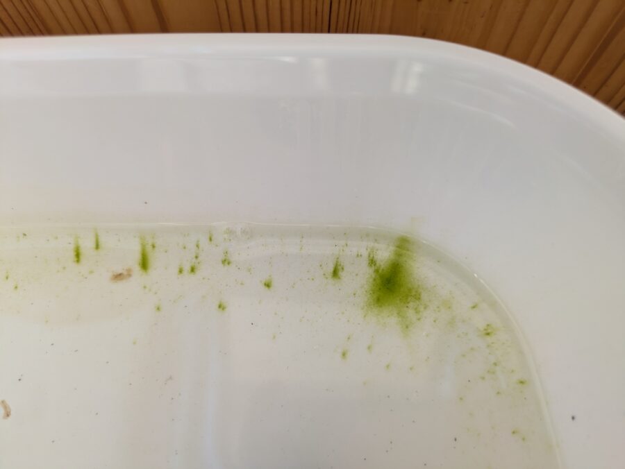 アオコ・病害虫対策も100均で完結