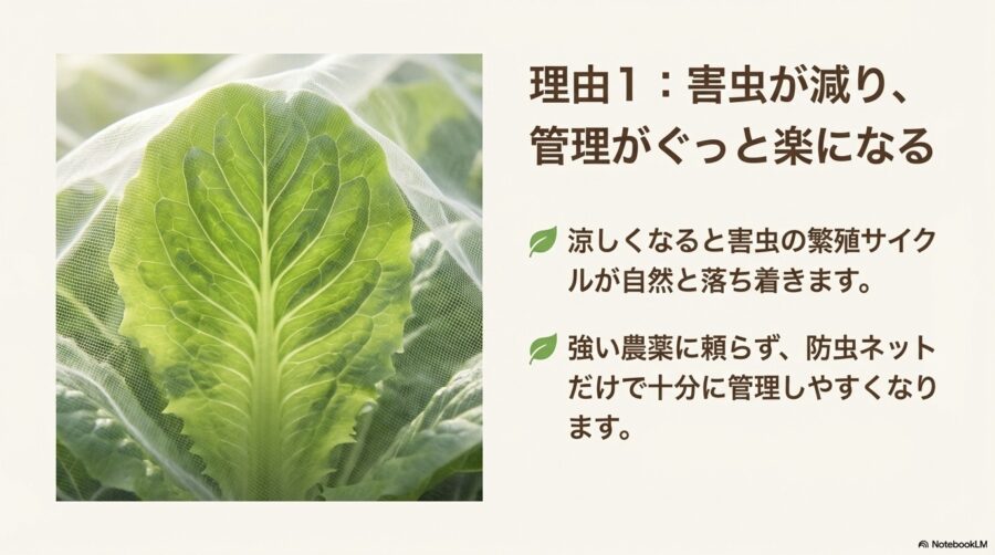 秋に植える野菜は害虫が減り管理が楽になる