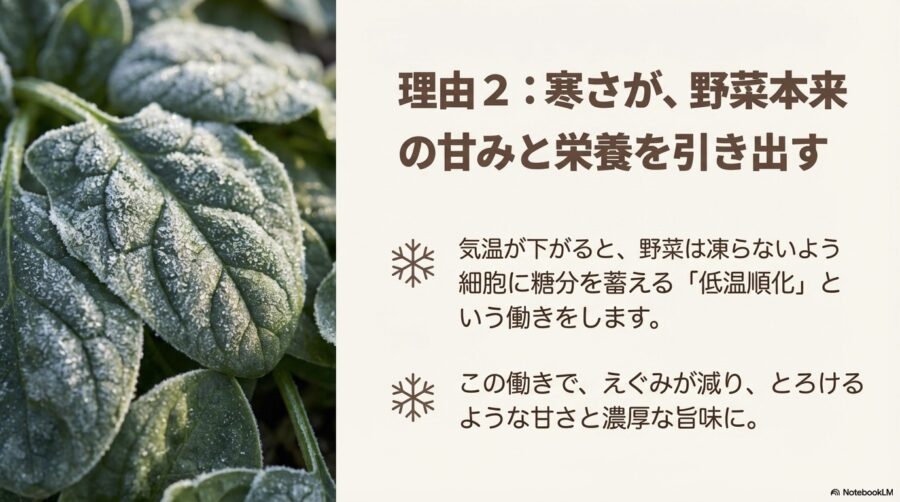 秋に植える野菜：寒さで甘みが増して栄養価も高まる仕組み