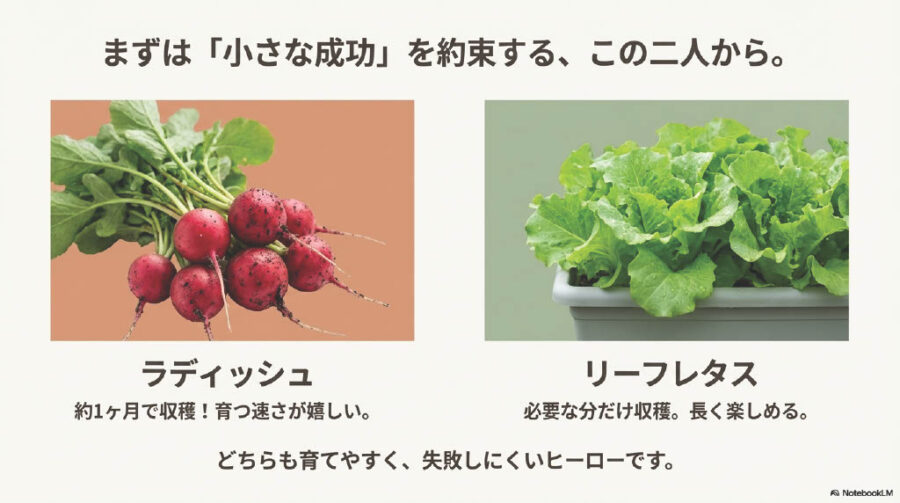 初心者向け春野菜：ラディッシュ、リーフレタスがおすすめ