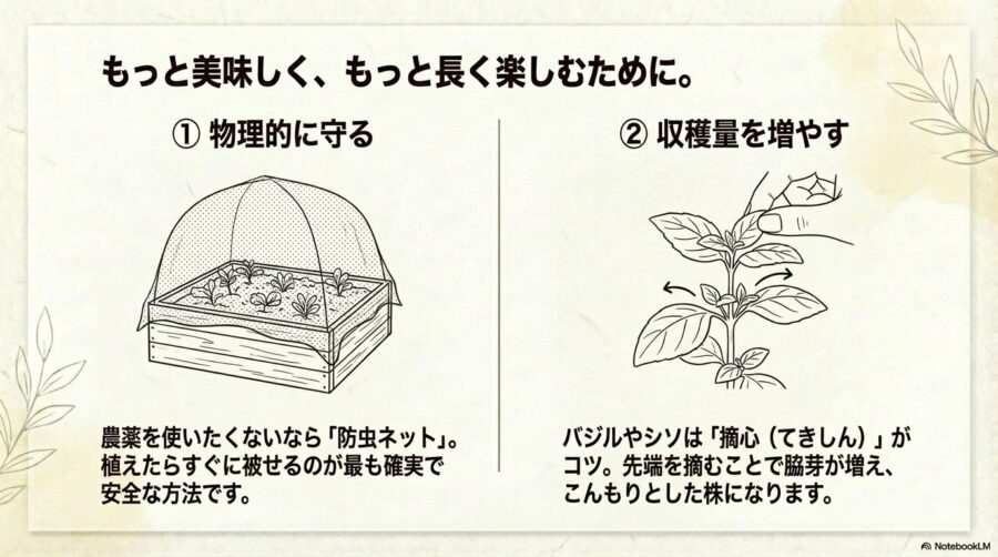 バジルやシソなどのハーブは摘心で長く楽しむ
