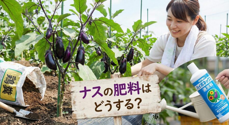 ナスの肥料おすすめは鶏糞とハイポネックス！時期と使い分け方