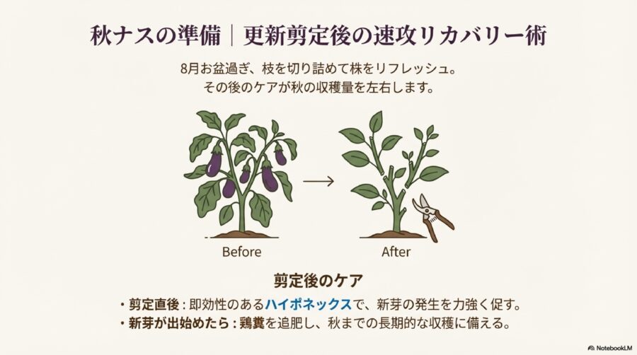 【更新剪定】秋ナスの準備には速効性の肥料