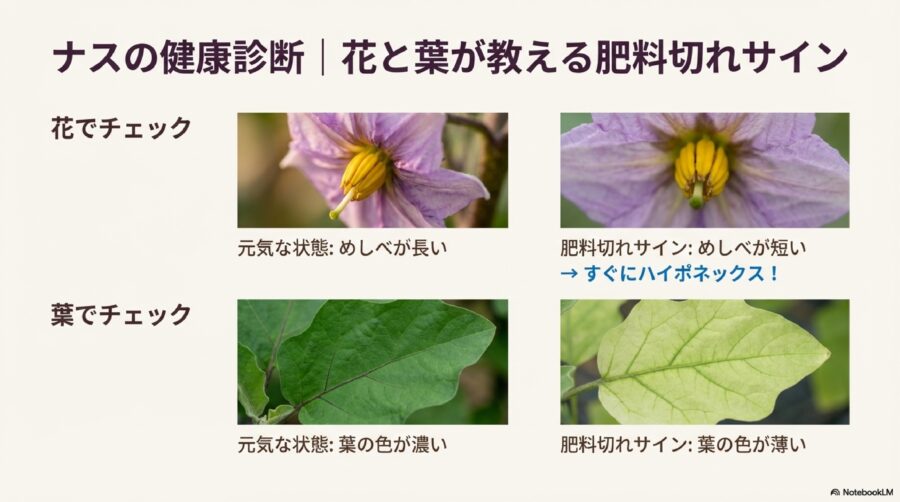 ナスの花や葉でチェックできる肥料切れのサイン