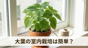 大葉の室内栽培は簡単？虫がわかない育て方と収穫を増やすコツ