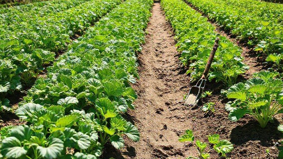 野菜の苗はどこで買う？失敗しない選び方と育て方 - オンラインショップを活用するメリット