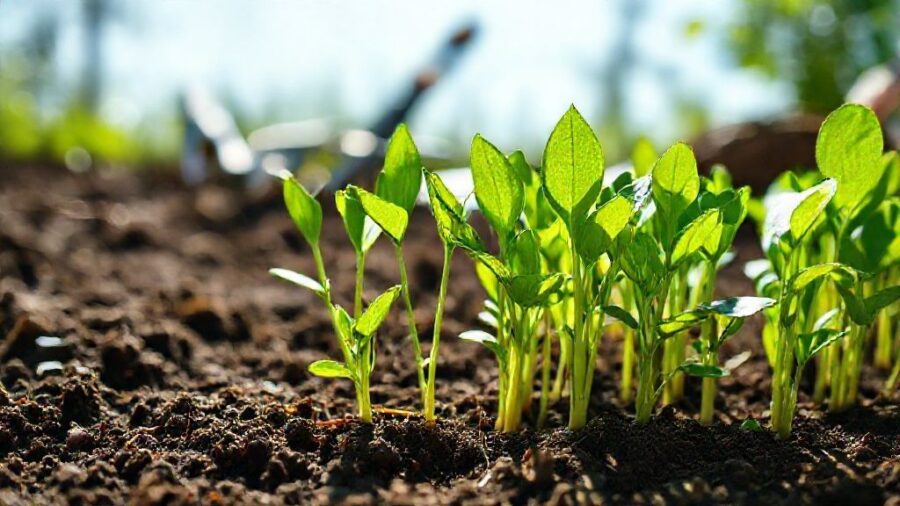 野菜の苗はどこで買う？失敗しない選び方と育て方 - 苗の選び方：良い苗を見分けるポイント