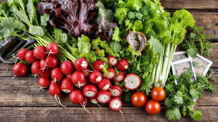 100均ダイソー種！人気＆おすすめ家庭菜園ガイド - ダイソーの種、栽培後の活用レシピ集