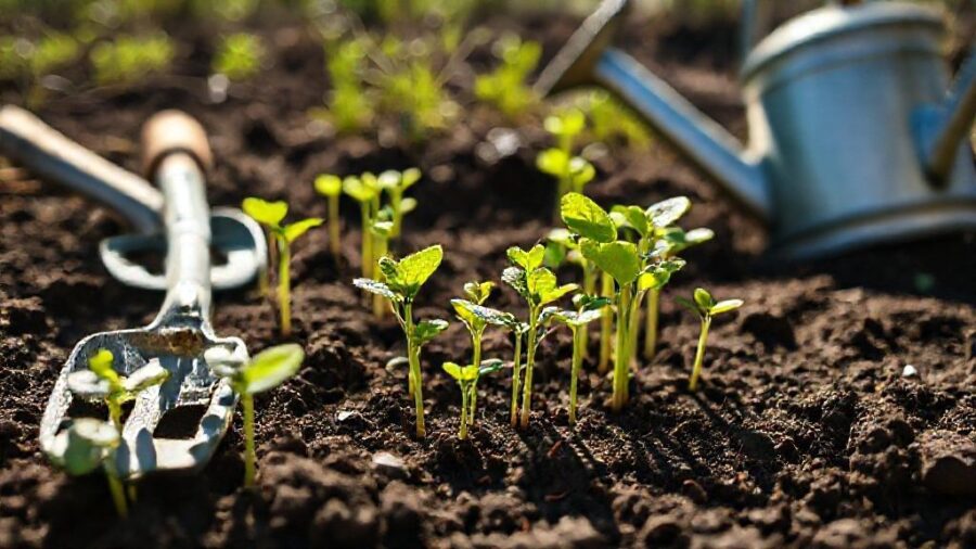 野菜の苗はどこで買う？失敗しない選び方と育て方 - 苗を購入後の栽培サポートを活用しよう