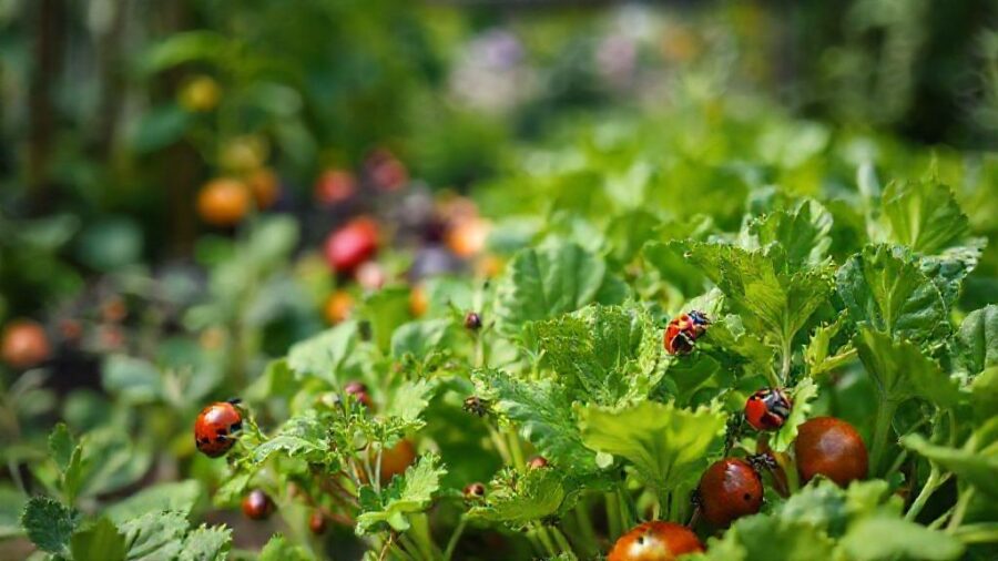 ダイソー セリア 野菜の種🌱おすすめ人気は？育て方と活用術 - 病害虫対策：無農薬栽培のヒント