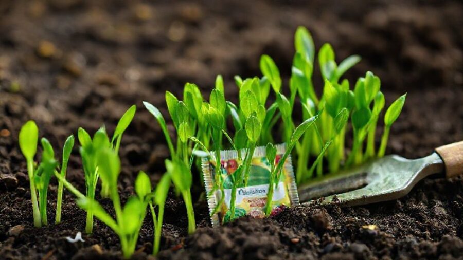 100均ダイソー種！人気＆おすすめ家庭菜園ガイド - 発芽率アップの秘訣：ダイソー種を成功させる