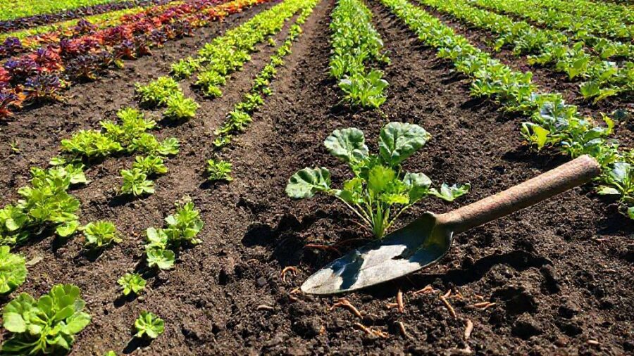 家庭菜園で元を取る！お得な野菜と注意点 - 連作障害を防ぐ！輪作と土壌改良の基本