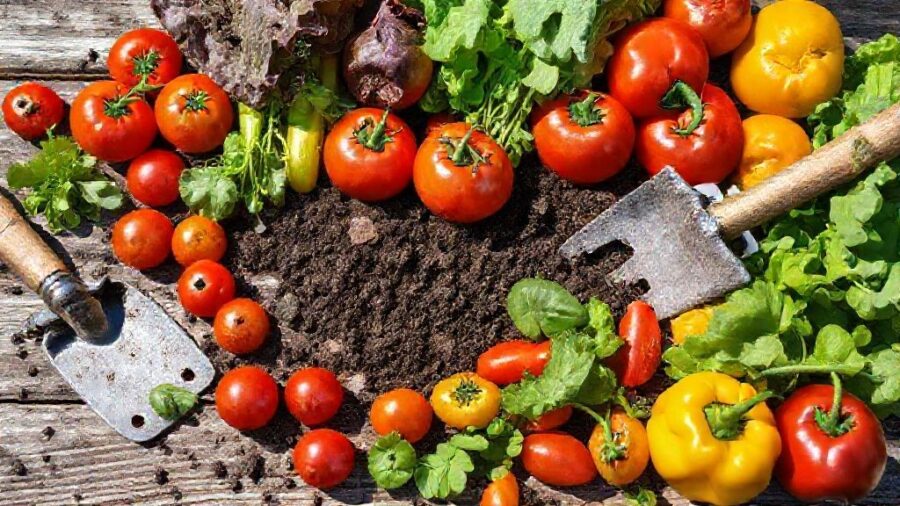 ホームセンターで選ぶ！野菜の種・苗 おすすめガイド - 初心者でも安心！育てやすい野菜の選び方【サブキーワード：選び方】