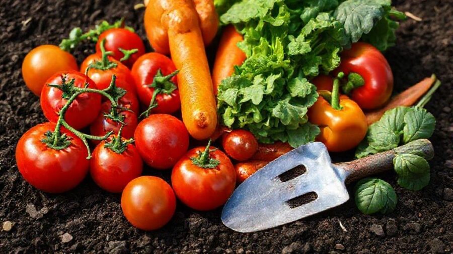 ホームセンターで選ぶ！野菜の種・苗 おすすめガイド - 地域別おすすめ品種：あなたの街で育つ野菜【サブキーワード：地域別】