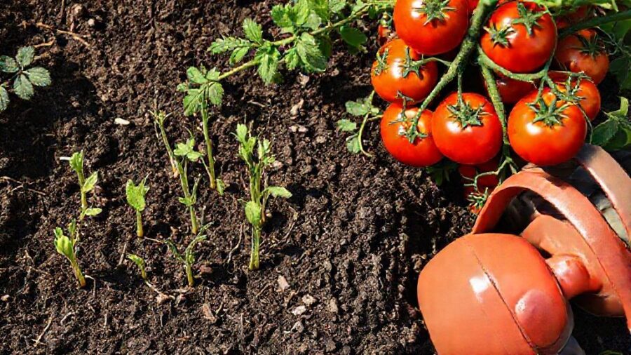 ホームセンターで選ぶ！野菜の種・苗 おすすめガイド - 失敗事例から学ぶ！家庭菜園成功の秘訣【サブキーワード：失敗事例】