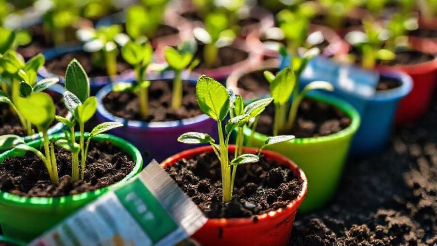 100均ダイソー種！人気＆おすすめ家庭菜園ガイド - ダイソーの種で始める！お得で簡単な家庭菜園のすすめ