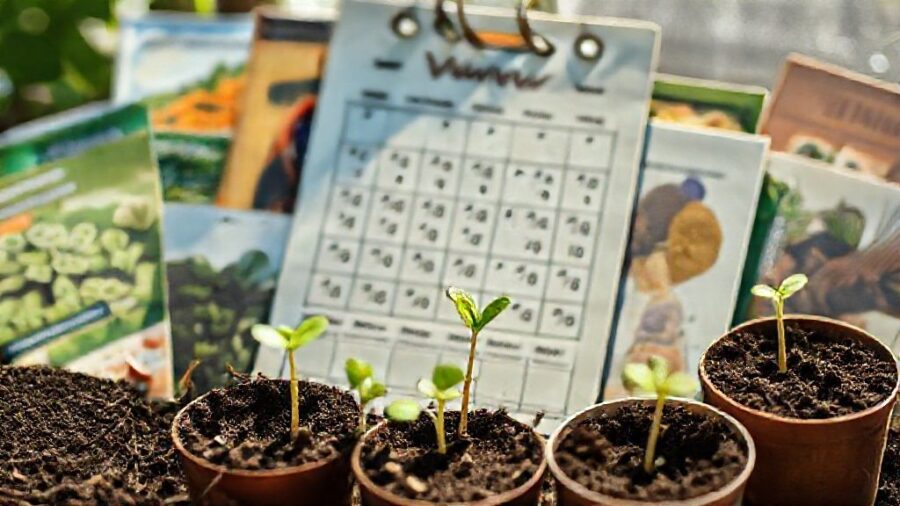 100均ダイソー種！人気＆おすすめ家庭菜園ガイド - ダイソー種の栽培カレンダー：季節ごとの種まき
