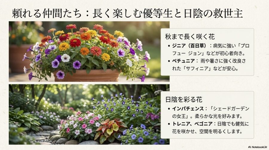 長期間楽しめるジニアやペチュニア