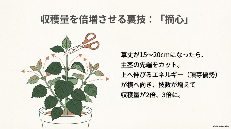 収穫量を増やす摘心のテクニック