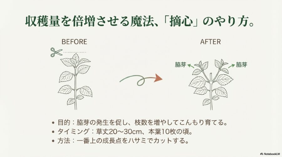 大葉の水耕栽培はハイドロボールで大丈夫？収穫量を増やすための摘心のやり方