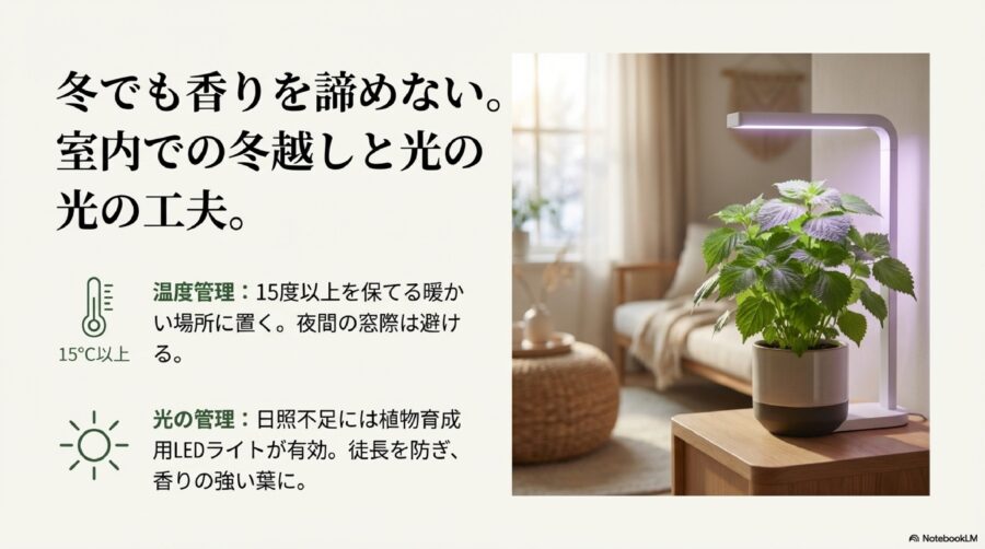 大葉の水耕栽培はハイドロボールで大丈夫？冬季の管理とLEDライトの活用術