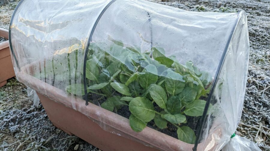 不織布やビニールで防寒すれば成長スピードが違う