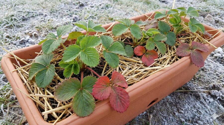 「苗」で選ぶなら春のご褒美になるイチゴがベスト