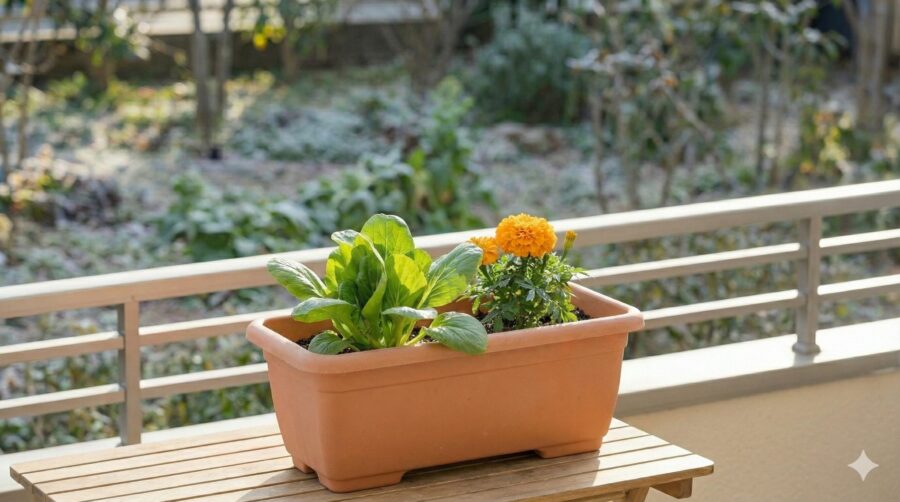 11月に植える野菜:コンパニオンプランツの活用術