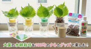大葉の水耕栽培を100均のタネとグッズで楽しむ！失敗しないコツ