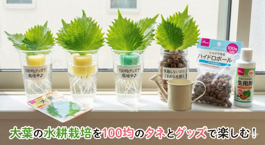 大葉の水耕栽培を100均のタネとグッズで楽しむ！失敗しないコツ