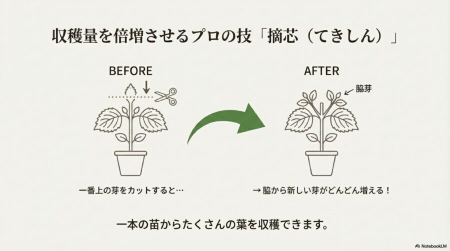 大葉の水耕栽培を100均のタネとグッズで楽しむ!失敗しないコツ 収穫量を倍増させるための摘芯と日常のお手入れ