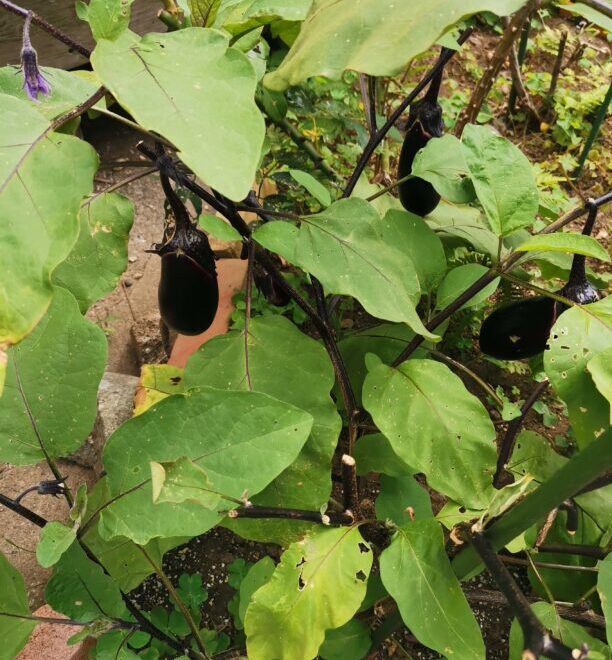 家庭菜園のナス