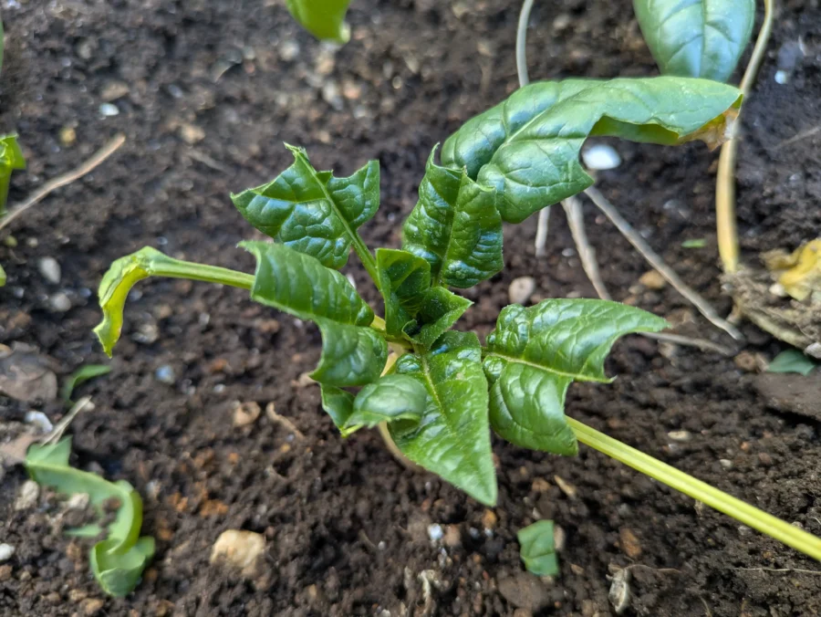 葉が鳥に食べられた家庭菜園のほうれん草