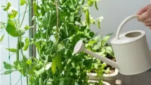 スナップえんどうの失敗しない育て方！プランター初心者でも簡単なコツ